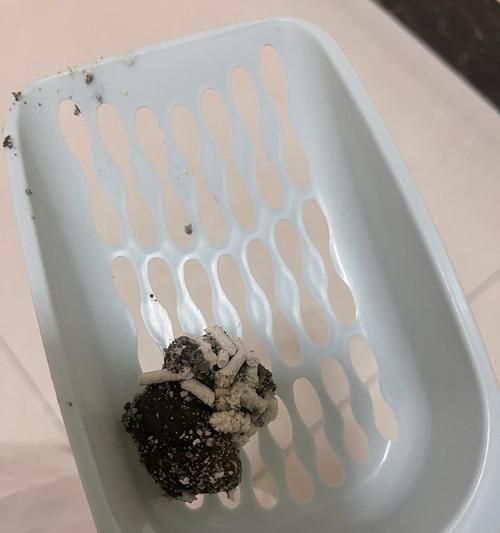 猫咪软便拉稀一直不好（宠物主人必读的救治技巧及注意事项）