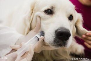宠物软便带血，专业治疗有方