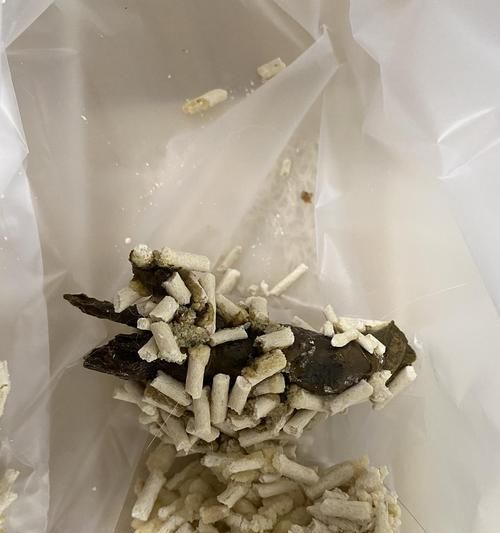 宠物猫老软便的原因（探讨猫咪老软便的成因及解决方法）