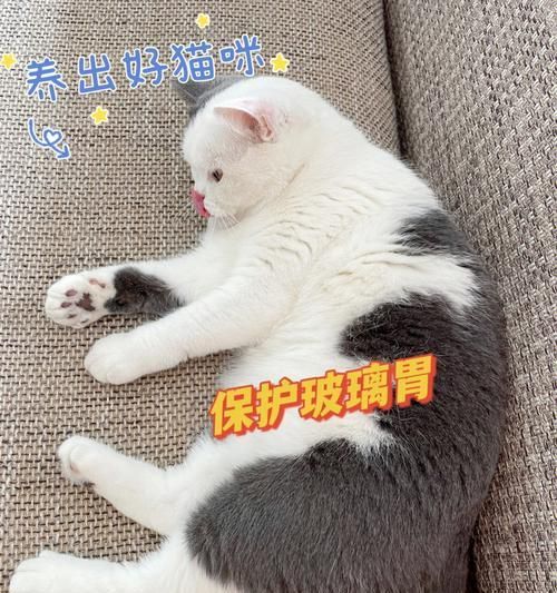 宠物猫老软便的原因（探讨猫咪老软便的成因及解决方法）