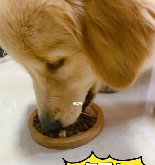 小狗吃多了软便怎么办（宠物健康需关注）