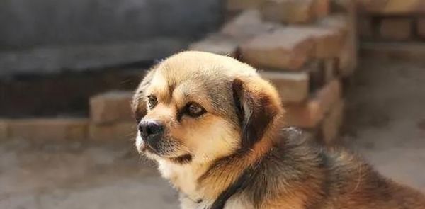 如何让宠物狗变得凶猛（训练技巧）