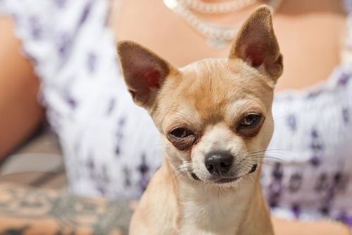 宠物训练小技巧,轻松驯犬有妙招!