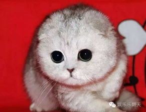 灰鹰鹉,宠物界明星,价格不菲,养它需谨慎!