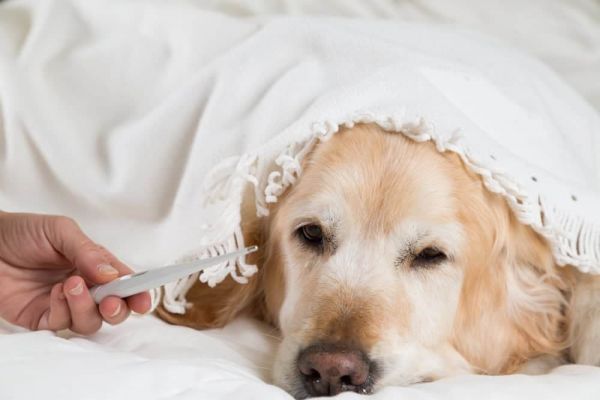 Dog fever.