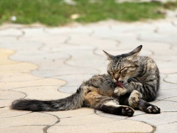 Cat grooming
