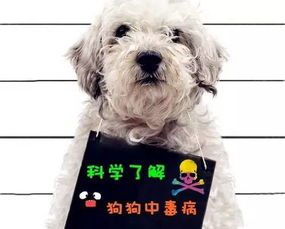 宠物狗狗突发呕吐,紧急处理与预防攻略