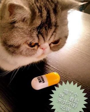 关注宠物健康，预防猫咪软骨病