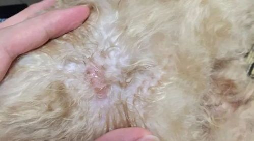 宠物皮肤破结痂，护理防治知多少？