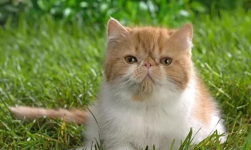 猫咪发烧的原因及如何预防（宠物健康需要我们的关注）