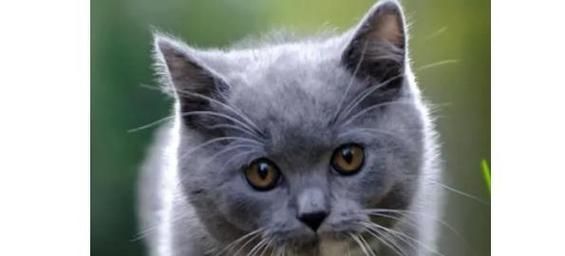 猫咪感冒打喷嚏，怎么办（宠物健康必备！预防和治疗猫咪感冒打喷嚏的方法详解）