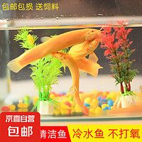冷水清道夫黄金鳅金龙清洁工具鱼无需打氧好养耐活观赏鱼 黄金泥鳅8-10cm 2条