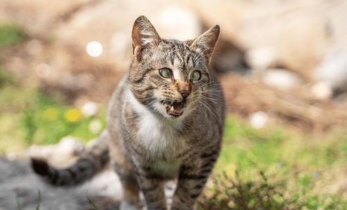 夏日养猫必看，避暑攻略来啦！