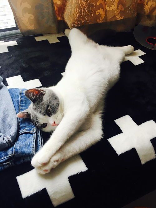 夏日养猫攻略,宠物爱好者必看!