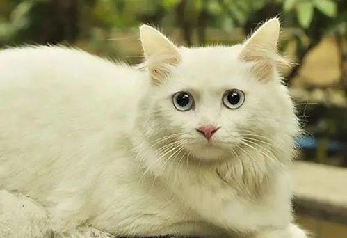 夏日养猫攻略,宠物爱好者必看!