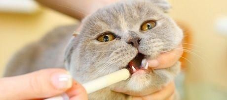 猫咪怎样预防肾衰竭？有效方法有哪些？