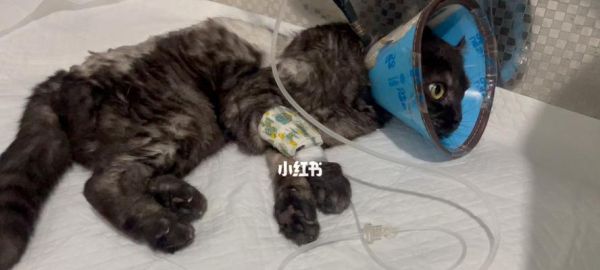 猫咪怎样预防肾衰竭？有效方法有哪些？