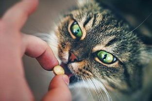 长效宠物猫避孕丸
