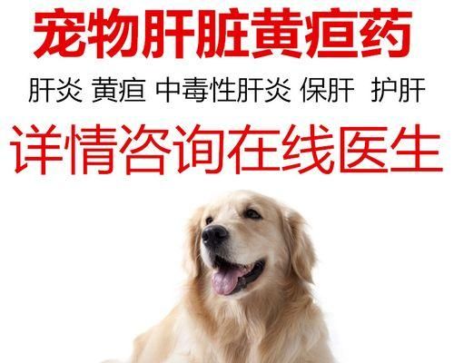 狗狗肝肾受损怎么调理？有效调理方法有哪些？