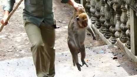 宠物猴子能做宠物吗？如何正确养护？-第1张图片