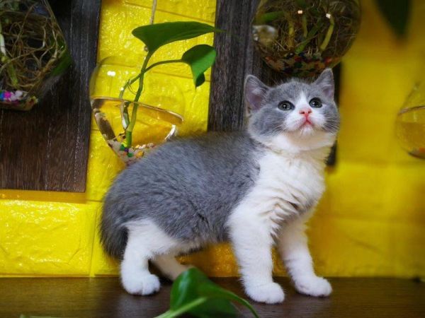 健康猫粮挑选方法