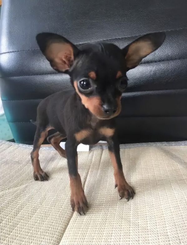 纯种小鹿犬价格多少钱一只？小鹿犬和吉娃娃的区别？