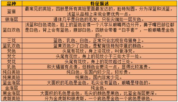 英短到底应该怎么挑？2张图看懂英短品相鉴定