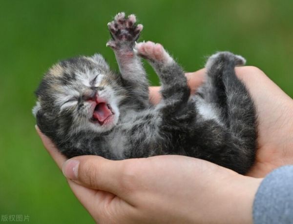 如何避免买到星期猫？小猫的挑选方法和技巧