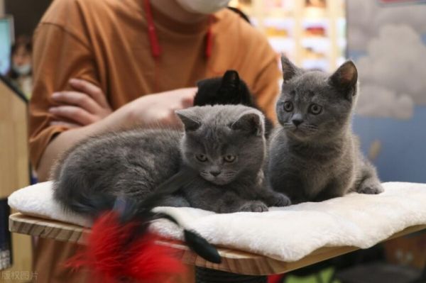 如何避免买到星期猫？小猫的挑选方法和技巧