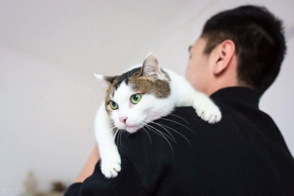 如何避免买到星期猫？小猫的挑选方法和技巧