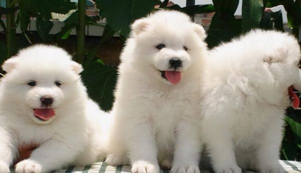 萨摩耶犬多少钱一只?