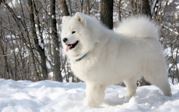 萨摩耶犬多少钱一只?