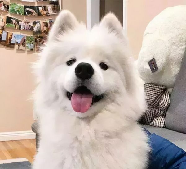 萨摩耶犬多少钱一只?