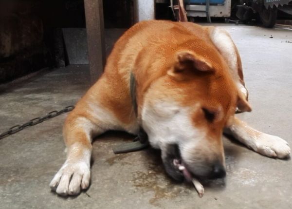 狗狗啃骨头很危险?兽医:骨头没选对
