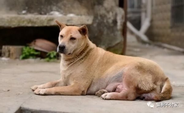普及：中华田园犬的选品