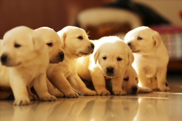拉布拉多犬的价格：多少钱一只？