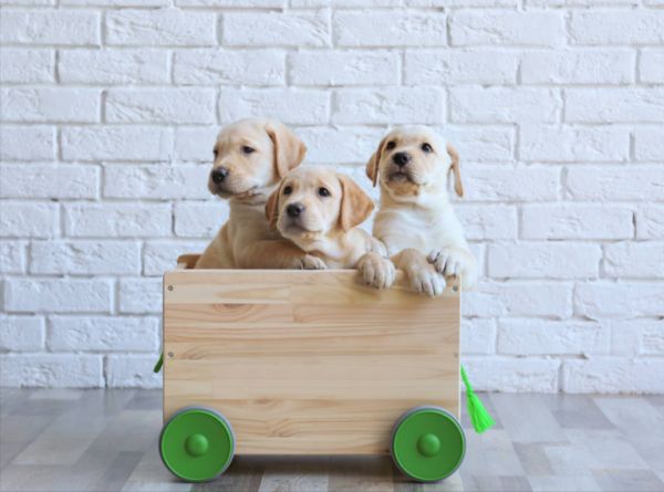 拉布拉多犬的价格：多少钱一只？