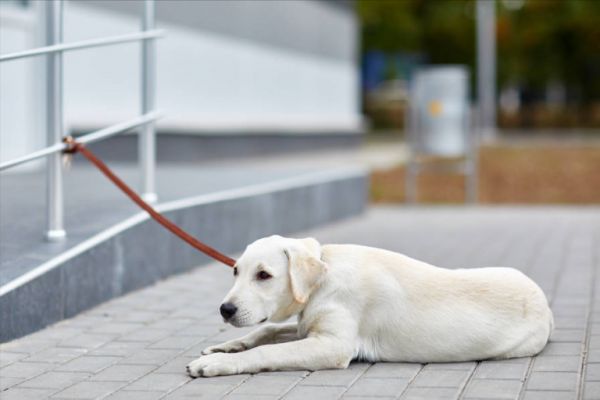拉布拉多犬的价格：多少钱一只？