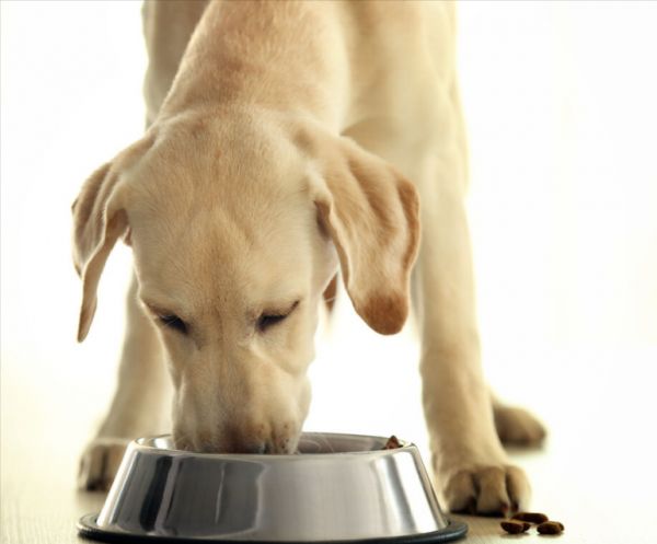 拉布拉多犬的价格：多少钱一只？