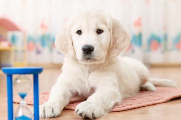 拉布拉多犬的价格：多少钱一只？