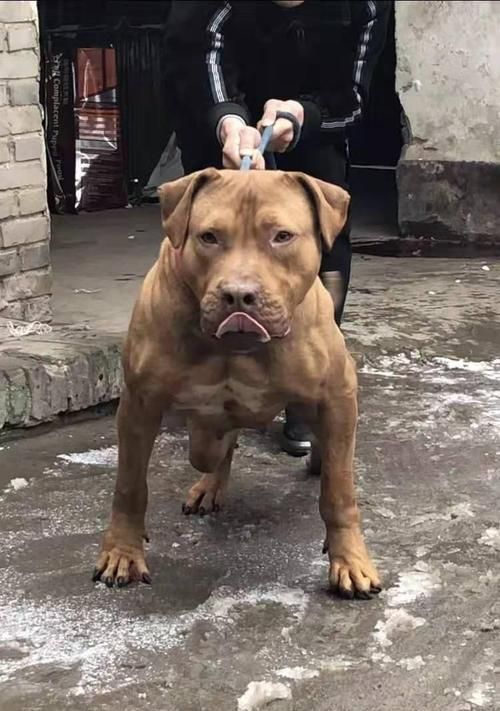 如何购买比特犬？价格及挑选方法介绍（探索比特犬购买的最佳地点和技巧）