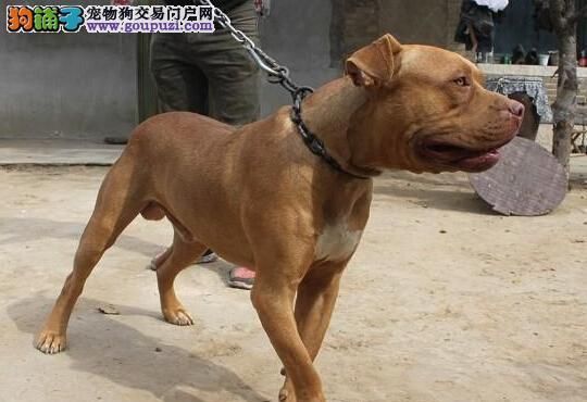 如何购买比特犬？价格及挑选方法介绍（探索比特犬购买的最佳地点和技巧）
