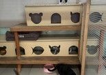 北京朝阳宠物猫寄养 24小时咨询电话