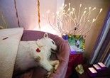 北京密云猫猫火化服务-善终仪式 价格透明有保障
