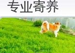 天通苑东区家庭宠物寄养服务长期包月散养猫猫狗狗不笼养车接送