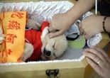 北京丰台宠物火化-专业宠物火化服务