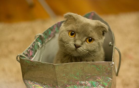 猫吐黄水不吃饭不大便 可能是猫瘟?