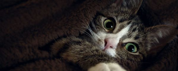 猫吐黄水不吃饭不大便 可能是猫瘟?