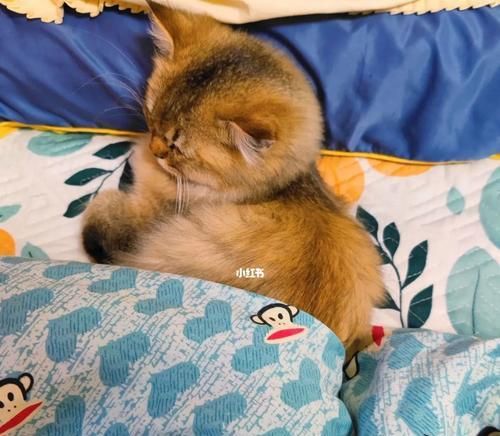 猫咪后腿外八的原因及对健康的影响（从身体构造到行为习惯，探究猫咪后腿外八趴着的秘密）