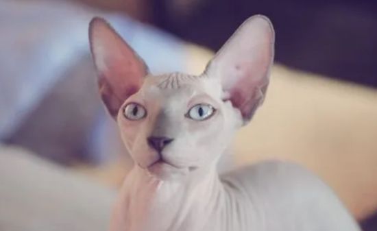 加拿大无毛猫的生活习性介绍,你了解多少?